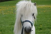 Ponys 009